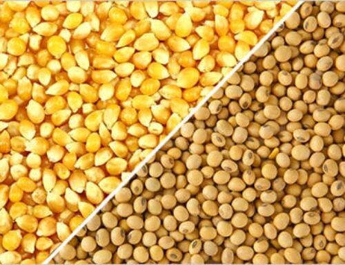 2019 Bushel Price Tracking